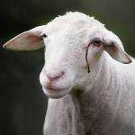 Annickmignon