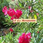 Mridiennedes