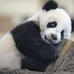 Panda1398