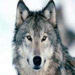 Tofwolf