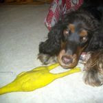 Debo