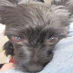 Franoisejulh