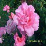 Flaurancepla