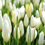 Smiakaya