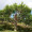Thithuhangvu