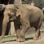 Samoussapowa