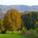 Annemarieham