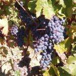 Vignoblesden