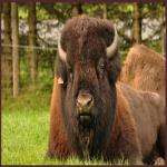 Pascalbison