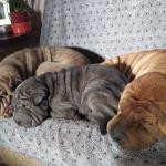 Sharpei