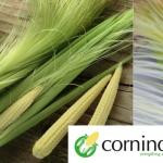 Cornindia