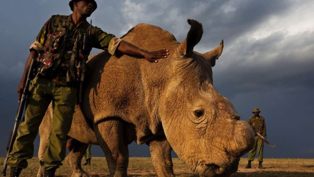 "Sudan" le dernier rhinocéros blanc sur terre !
