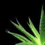 Luxaloe