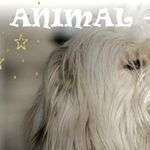 Animalain