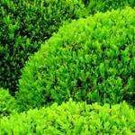 Jardinierpro