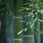 Bambous
