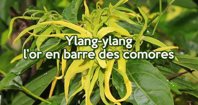 Mayotte : visiter une distillerie d’ylang-ylang