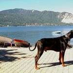 Elge