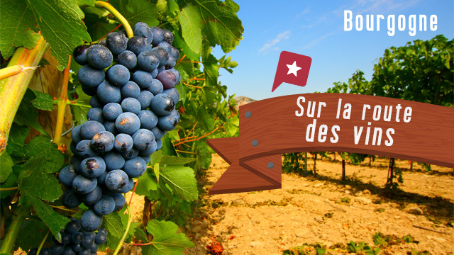 La route des grands crus de Bourgogne