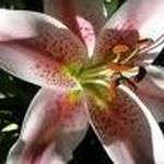 Coralys