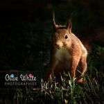 Olivewhite