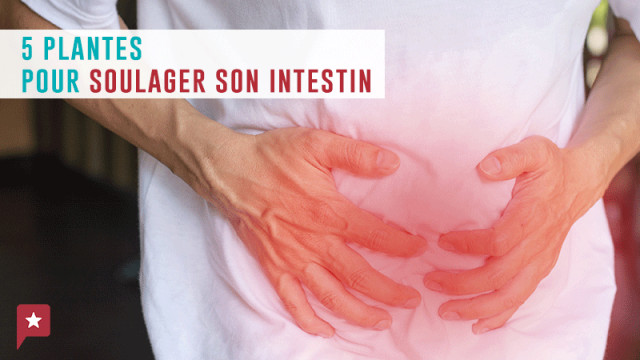 Santé : 5 plantes pour prendre soin de ses intestins